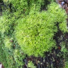 Unidentified Lichen at Tilba Tilba, NSW - 14 May 2022 by mahargiani