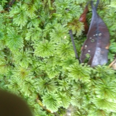 Unidentified Moss, Lichen, Liverwort, etc at Gulaga National Park - 14 May 2022 by mahargiani