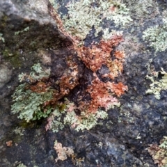 Unidentified Lichen at Tilba Tilba, NSW - 14 May 2022 by mahargiani