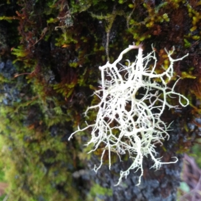 Unverified Lichen at Tilba Tilba, NSW - 14 May 2022 by mahargiani