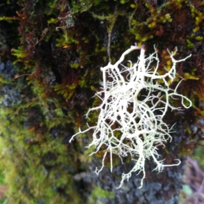 Unidentified Lichen at Gulaga National Park - 14 May 2022 by mahargiani