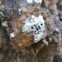 Unverified Lichen at Dalmeny, NSW - 15 May 2022 by mahargiani