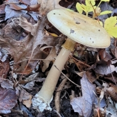 Amanita phalloides (Death Cap) at Sullivans Creek, Lyneham South - 18 May 2022 by trevorpreston