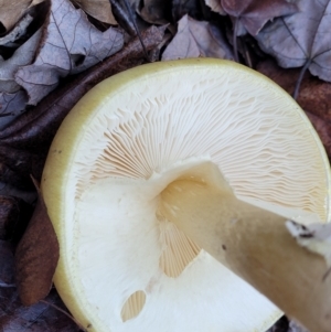 Amanita phalloides at Lyneham, ACT - 18 May 2022