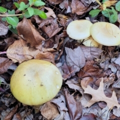 Amanita phalloides at Lyneham, ACT - 18 May 2022