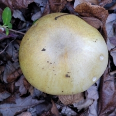 Amanita phalloides at Lyneham, ACT - 18 May 2022