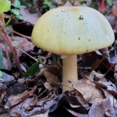 Amanita phalloides at Lyneham, ACT - 18 May 2022