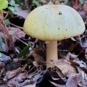 Amanita phalloides at Lyneham, ACT - 18 May 2022