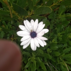 Dimorphotheca ecklonis (African Daisy) at Dalmeny, NSW - 15 May 2022 by mahargiani