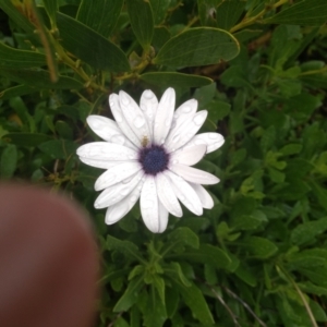 Dimorphotheca ecklonis at Dalmeny, NSW - 15 May 2022