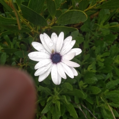Dimorphotheca ecklonis (South African Daisy) at Dalmeny, NSW - 15 May 2022 by mahargiani