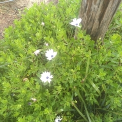 Dimorphotheca ecklonis at Dalmeny, NSW - 15 May 2022