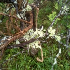 Unverified Lichen at Dalmeny, NSW - 15 May 2022 by mahargiani