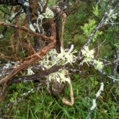 Unidentified Lichen at Eurobodalla National Park - 15 May 2022 by mahargiani