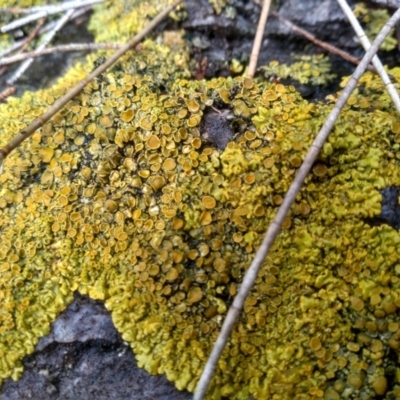 Unidentified Lichen at Dalmeny, NSW - 15 May 2022 by mahargiani