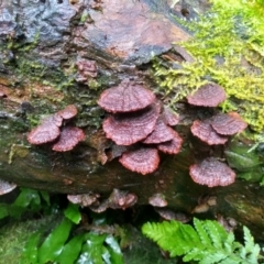 Unidentified Shelf-like to hoof-like & usually on wood at Box Cutting Rainforest Walk - 15 May 2022 by mahargiani