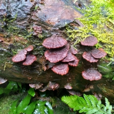 Cyclomyces setiporus at Kianga, NSW - 15 May 2022 by mahargiani