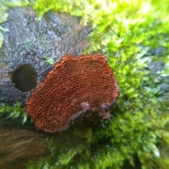 Cyclomyces setiporus at Kianga, NSW - 15 May 2022 03:25 PM