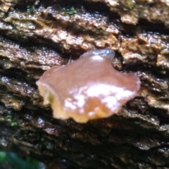 Unidentified Other fungi on wood (TBC) at Bodalla State Forest - 15 May 2022 by mahargiani
