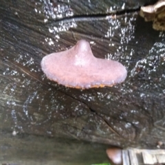Unverified Other fungi on wood at Kianga, NSW - 15 May 2022 by mahargiani