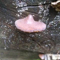 Unidentified Other fungi on wood at Box Cutting Rainforest Walk - 15 May 2022 by mahargiani