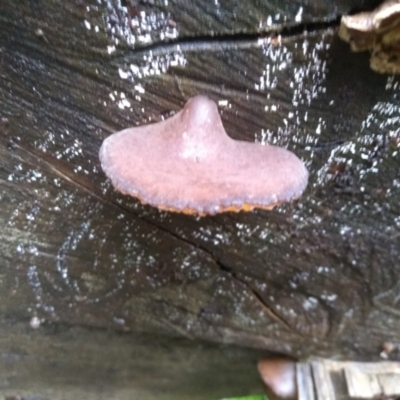 Unidentified Other fungi on wood at Bodalla State Forest - 15 May 2022 by mahargiani