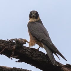 Falco longipennis (Australian Hobby) at Fyshwick, ACT - 27 Apr 2022 by Dalice