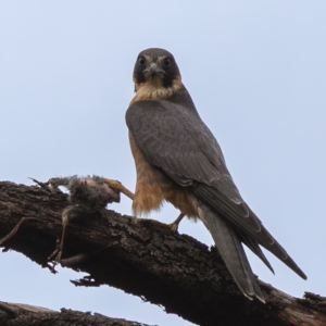 Falco longipennis at Fyshwick, ACT - 27 Apr 2022