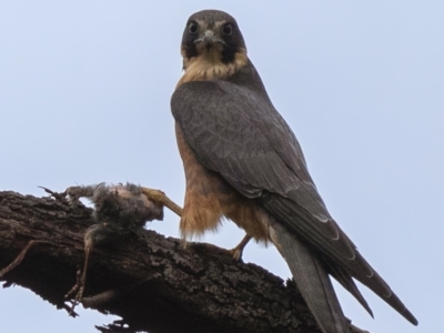 Falco longipennis (Australian Hobby) at Fyshwick, ACT - 27 Apr 2022 by Dalice