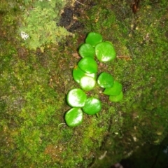 Pyrrosia rupestris (Rock Felt Fern) at Box Cutting Rainforest Walk - 15 May 2022 by mahargiani