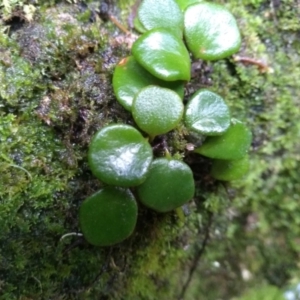 Pyrrosia rupestris at Kianga, NSW - 15 May 2022