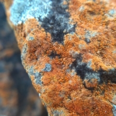 Unidentified Lichen (TBC) at Batemans Marine Park - 16 May 2022 by mahargiani