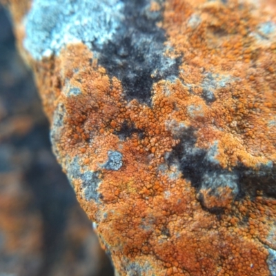 Unidentified Lichen at Batemans Marine Park - 16 May 2022 by mahargiani