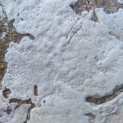 Unidentified Lichen at Batemans Marine Park - 16 May 2022 by mahargiani