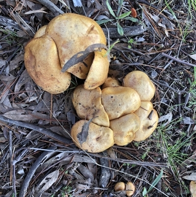 Unverified Other fungus at Lyneham, ACT - 17 May 2022 by Denise