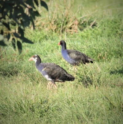 Porphyrio melanotus (Australasian Swamphen) at Throsby, ACT - 16 May 2022 by davobj