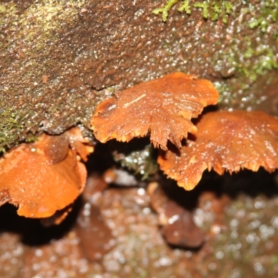 Unidentified Cap on a stem; gills below cap [mushrooms or mushroom-like] at Kianga, NSW - 15 May 2022 by mahargiani