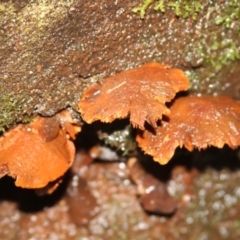 Unidentified Cap on a stem; gills below cap [mushrooms or mushroom-like] at Box Cutting Rainforest Walk - 15 May 2022 by mahargiani
