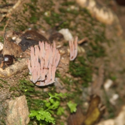 Arcyria sp. at Bodalla State Forest - 16 May 2022 by mahargiani