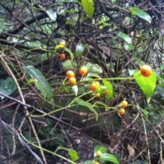 Morinda jasminoides (Morinda) at Kianga, NSW - 15 May 2022 by mahargiani