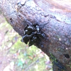 Unidentified Other fungi on wood at Kianga, NSW - 15 May 2022 by mahargiani