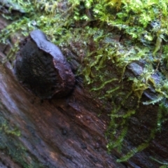Unidentified Other fungi on wood at Box Cutting Rainforest Walk - 15 May 2022 by mahargiani
