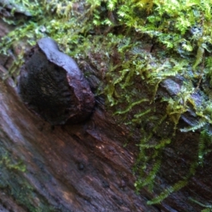 Unidentified Other fungi on wood (TBC) at suppressed by mahargiani