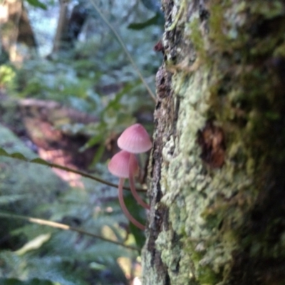 Mycena sp. at Box Cutting Rainforest Walk - 15 May 2022 by mahargiani