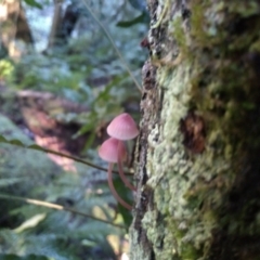 Mycena sp. (TBC) at Bodalla State Forest - 15 May 2022 by mahargiani