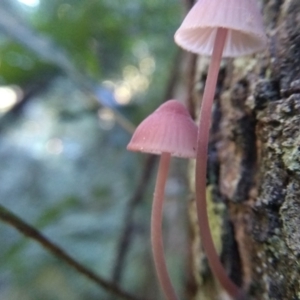 Mycena sp. at Kianga, NSW - 16 May 2022 09:42 AM