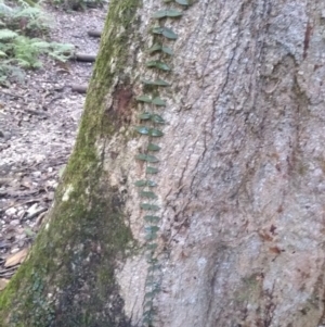 Parsonsia straminea (Common Silkpod) at Kianga, NSW by mahargiani