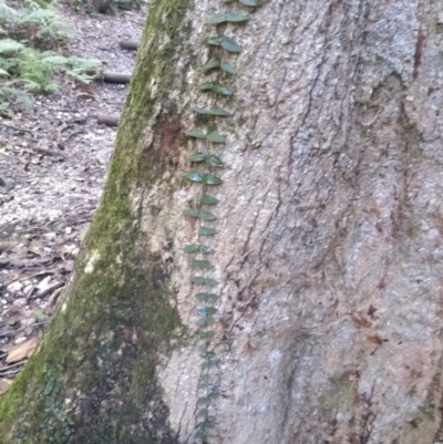 Parsonsia straminea (Common Silkpod) at Box Cutting Rainforest Walk - 15 May 2022 by mahargiani