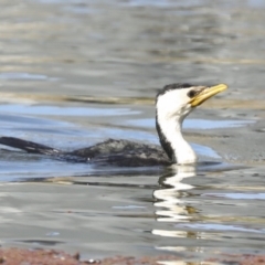 Microcarbo melanoleucos (Little Pied Cormorant) at Belconnen, ACT - 18 May 2022 by AlisonMilton