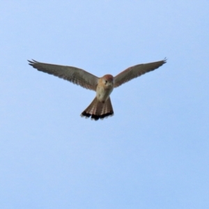 Falco cenchroides at Isabella Plains, ACT - 18 May 2022